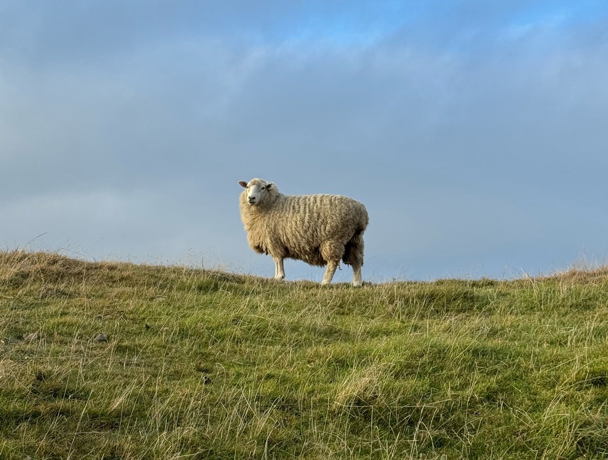 A lone sheep on a grassy ridge, looking back, under a pale sky
